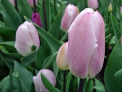 Keukenhof (28)